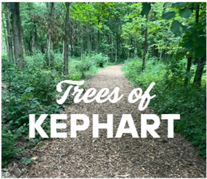 Trees of Kephart